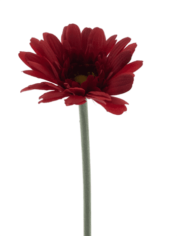 Gerbera 47 cm