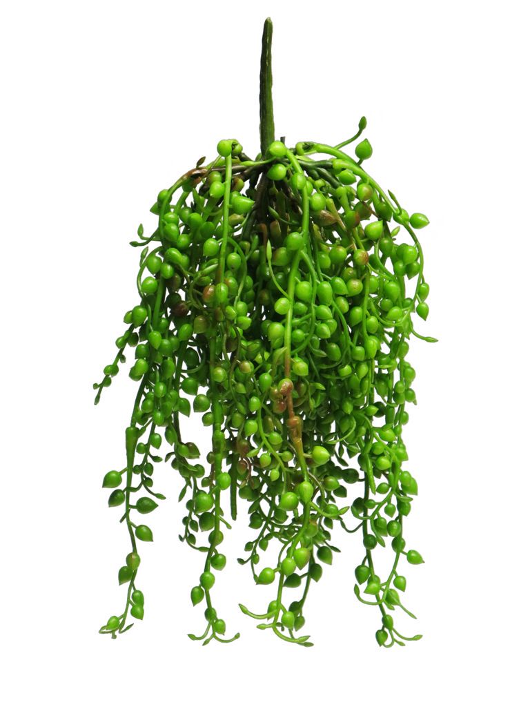 Straček (Senecio Rowleyanus) převis 25 cm